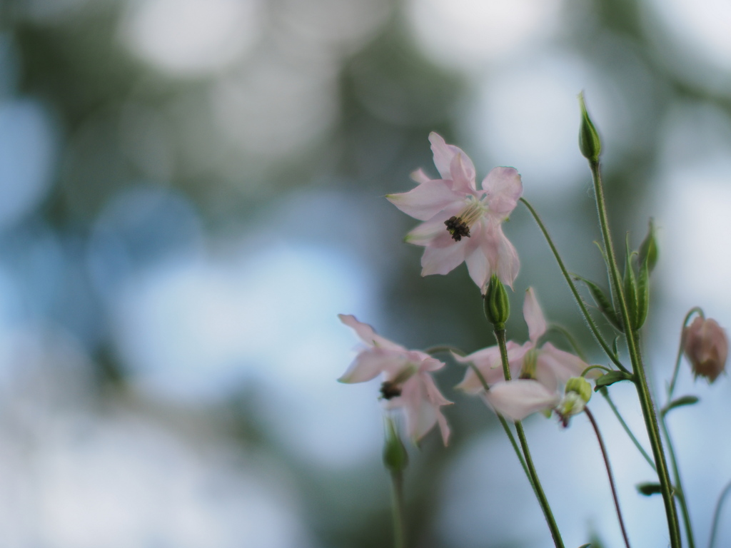 樹下の涼花