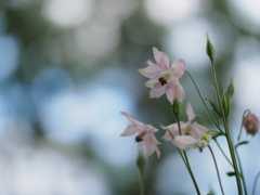 樹下の涼花