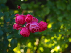 ポンポネッラ薔薇