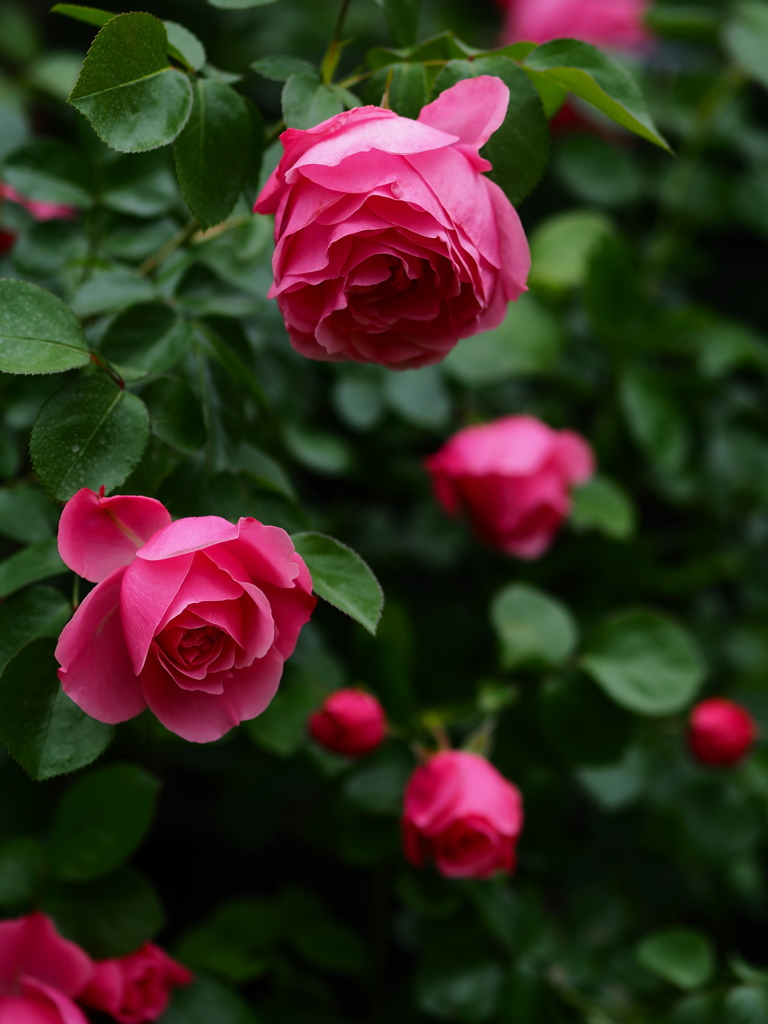 薔薇