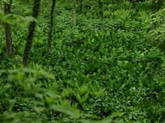 巨大化の森