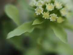 造形　蕗の薹