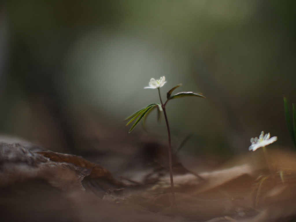 ちいさな花