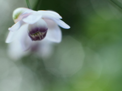 北に咲く