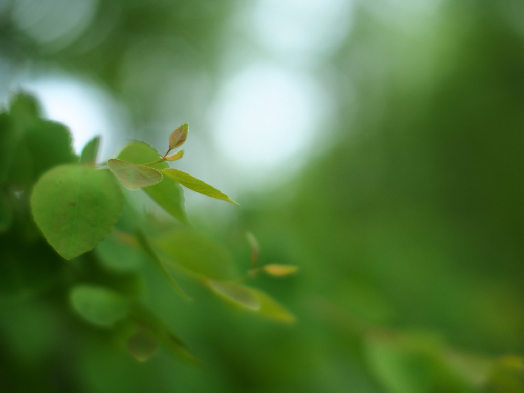 若葉の森