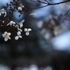 櫻花の様に