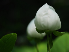 宵越しの花