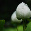 宵越しの花