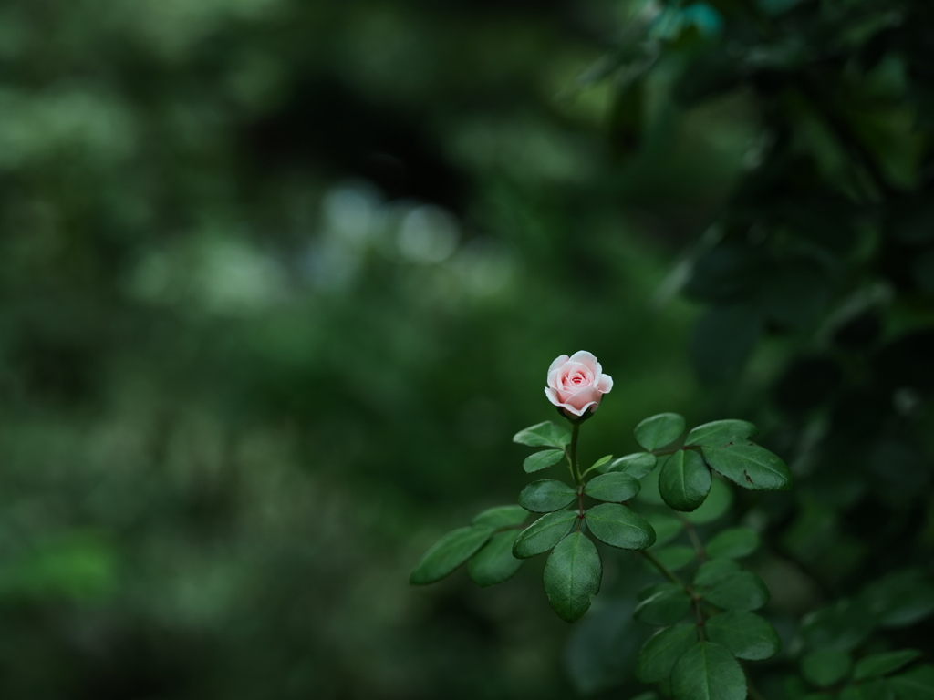 晩夏の一輪挿し