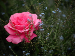 埋もれる薔薇
