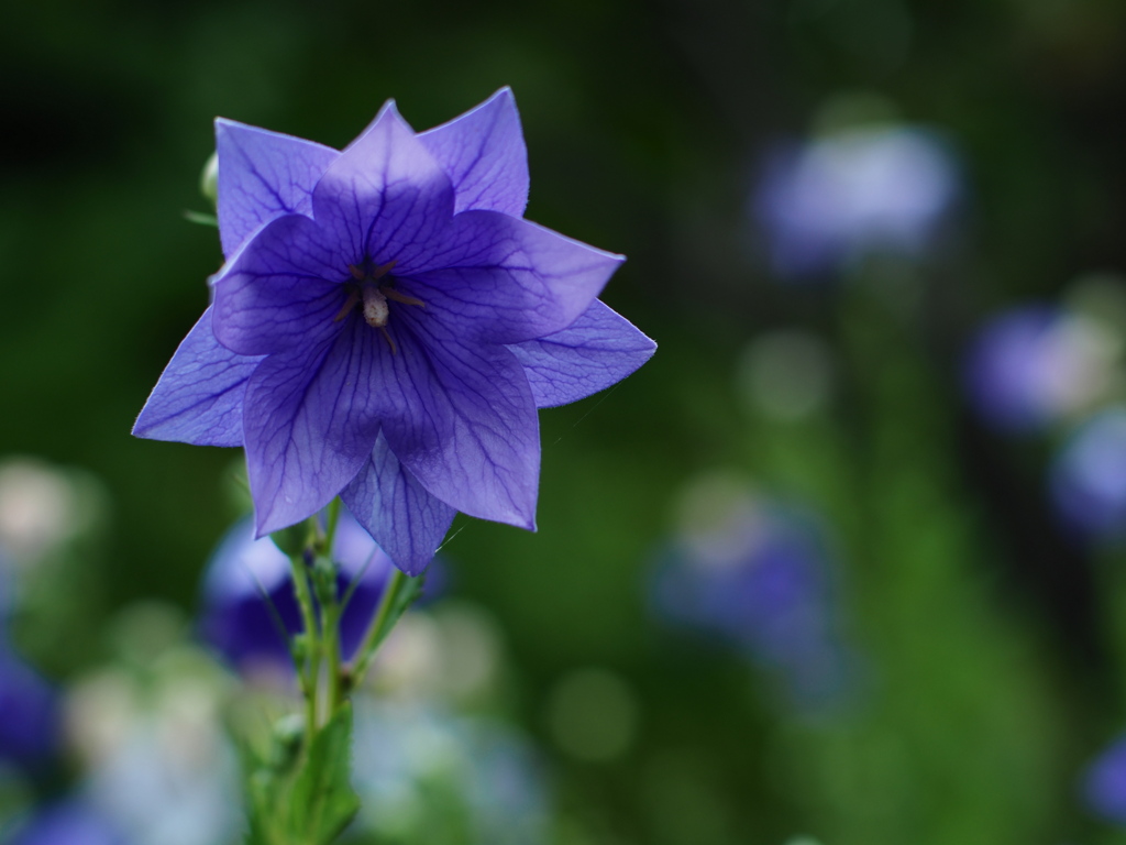 七月の涼花