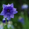 七月の涼花