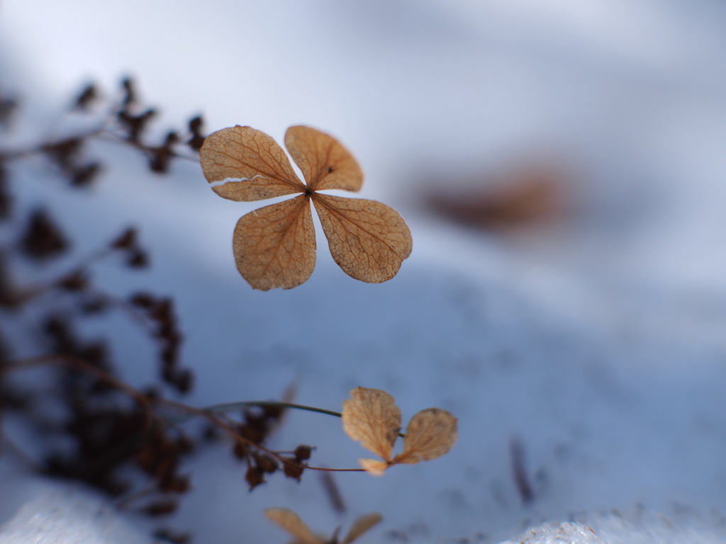 残雪四葩