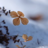 残雪四葩
