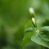予感の森