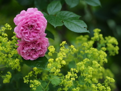 厚別薔薇祭り閉幕