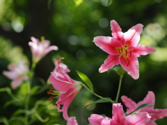 薔薇園の百合