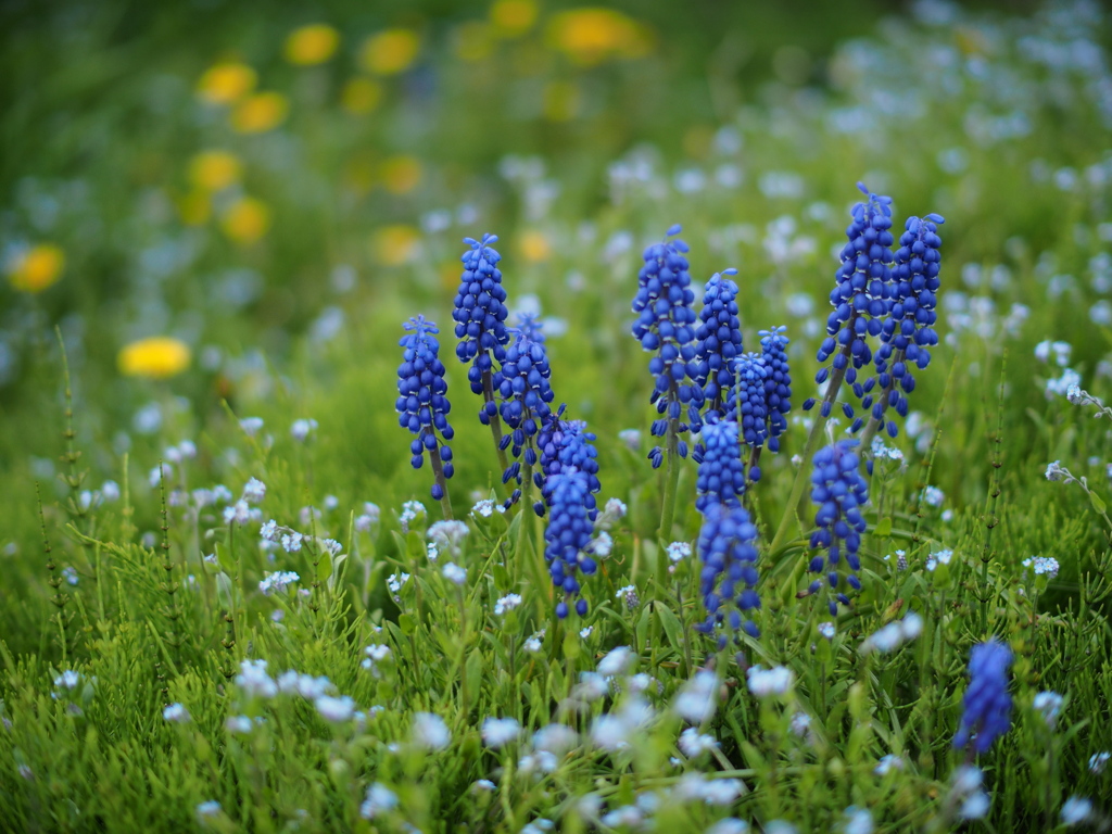 畦の花園