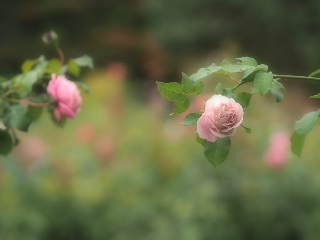 薔薇の園