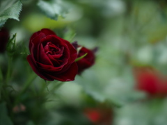 深紅の翳り