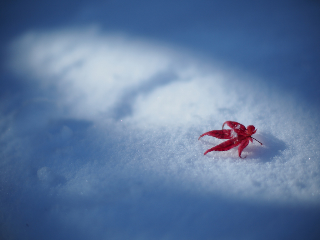 雪もみじ