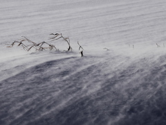 雪は流れる