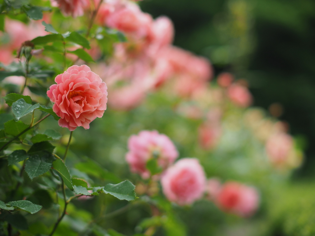 落日の薔薇