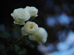 厚別の白薔薇