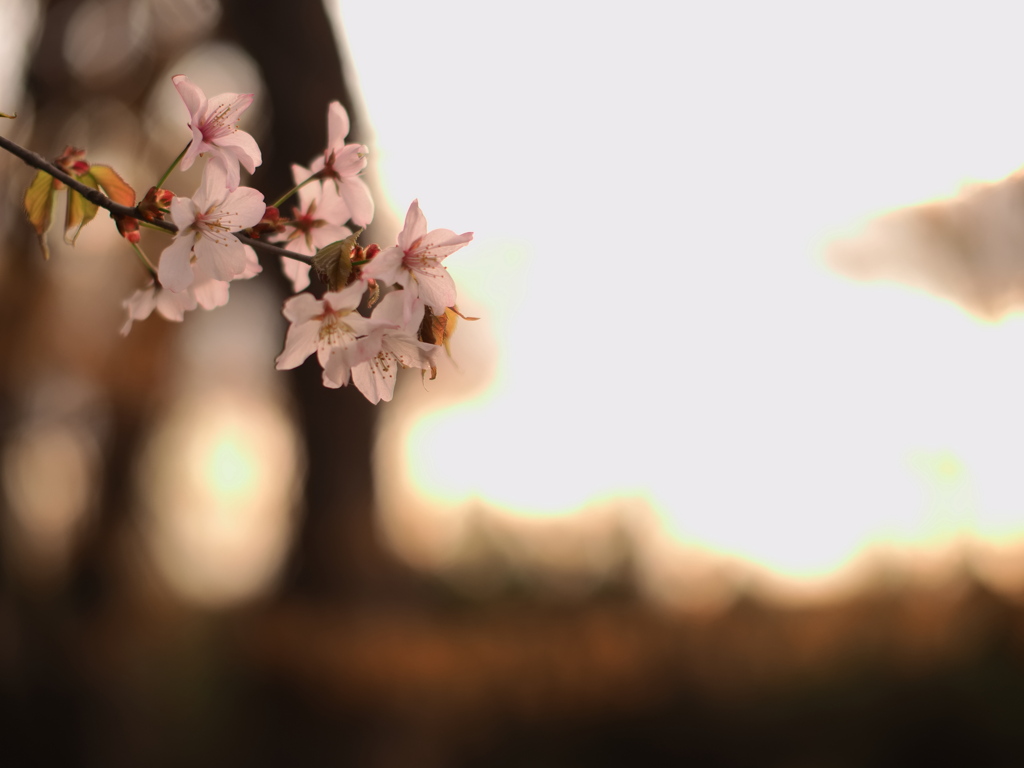 櫻の日が暮れる