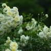 薔薇色の世界