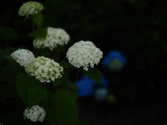 夜の紫陽花