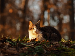 夕暮れに思う