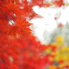 褪紅