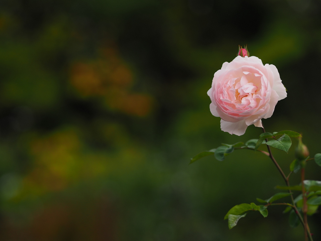 秋と薔薇