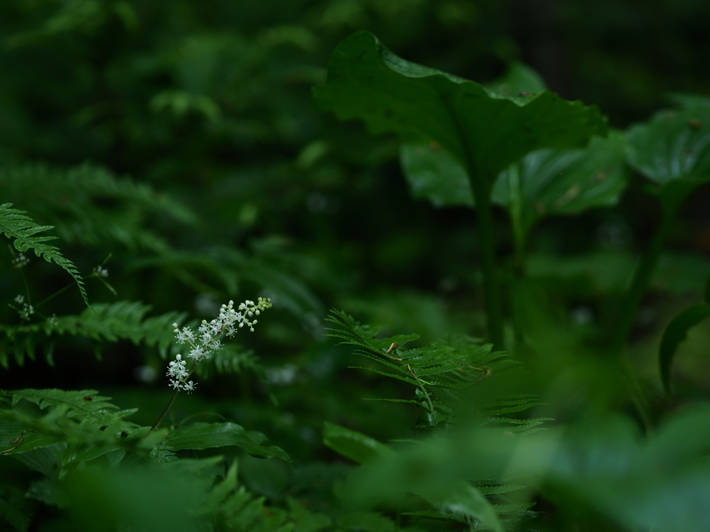 森の六花