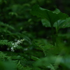 森の六花