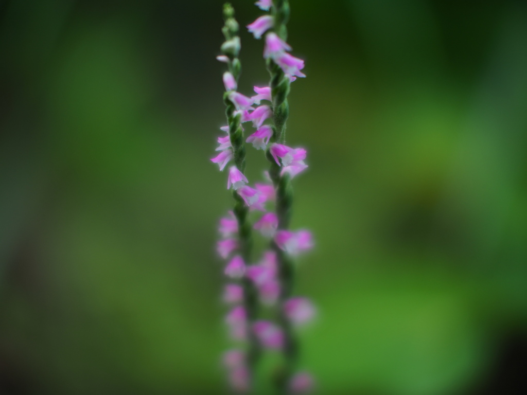 根源の花