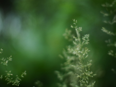 草