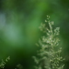 草