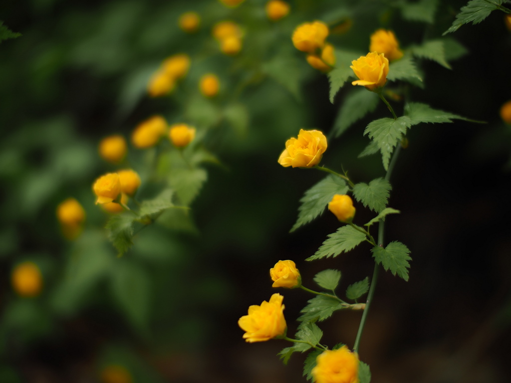 山吹開花