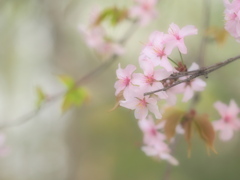 記憶のさくら