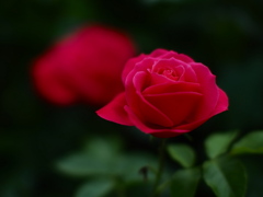 夏至の夜の薔薇