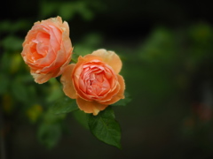 杏色の薔薇