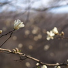 春陽