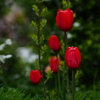 紅い花