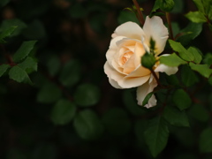 薔薇が咲いた