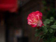 北七条に咲く