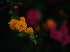 宵の花