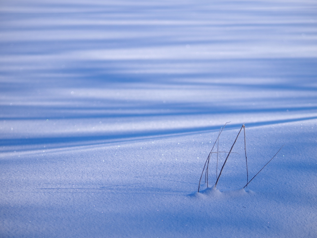 雪の光