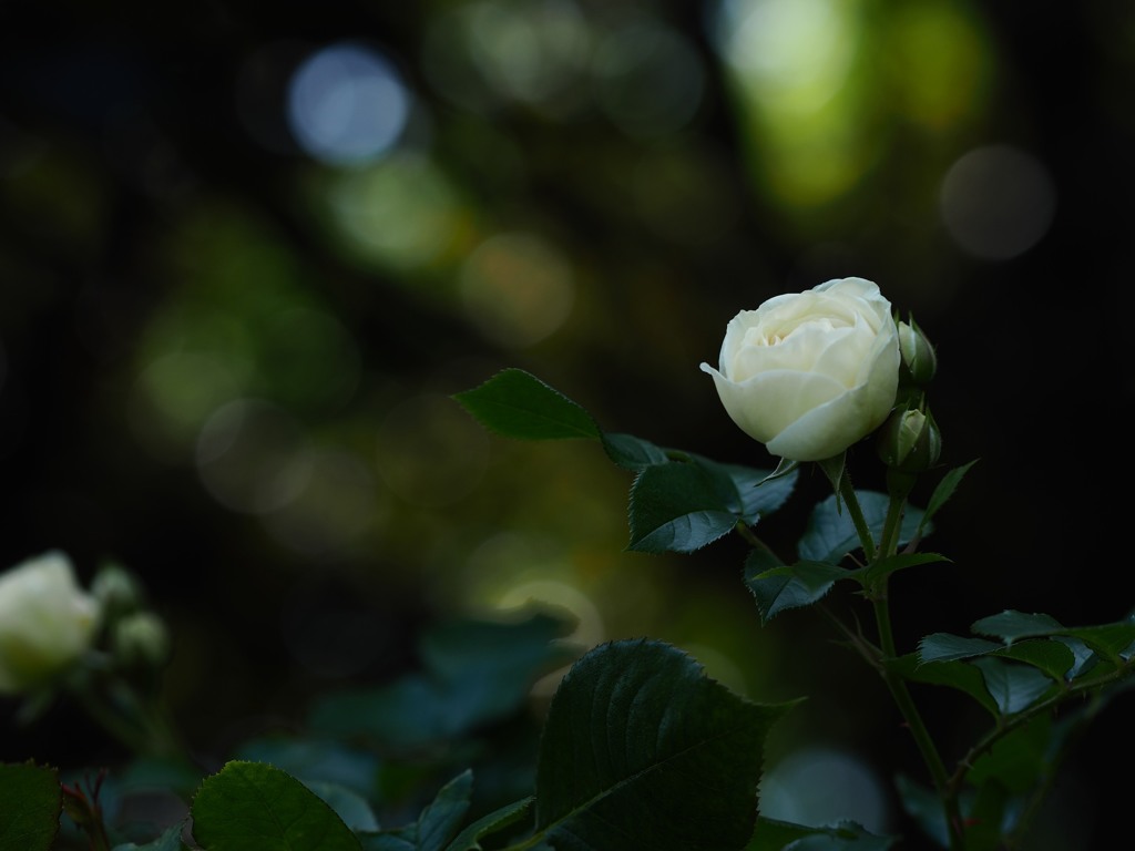 厚別の白薔薇